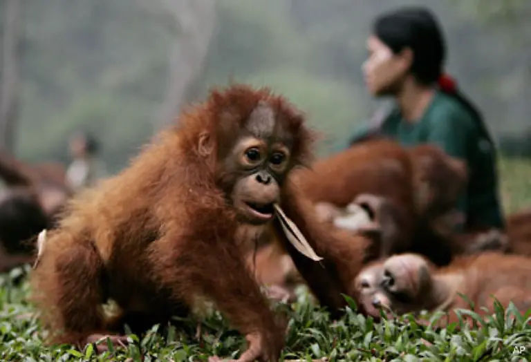 Dort-zeigen-Menschmenschen-den-Waldmenschen