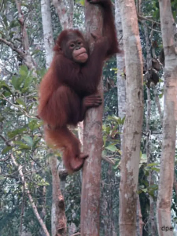 Aufseher-legen-zum-Beispiel-Plastikschlangen-aus-und-machen-dann-wilde-Panikgeraeusche-um-den-Orang-Utans-zu-zeigen-Gefahr