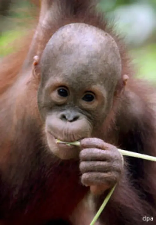 Die-Tiere-schauen-sich-das-Verhalten-ab