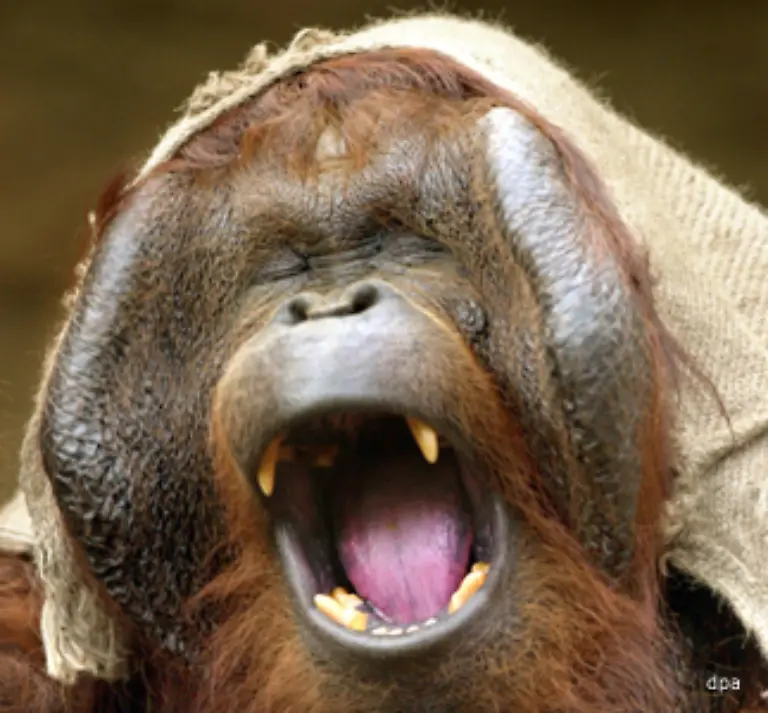 Ebenso-wie-bei-uns-wirken-Gaehnen-und-Laecheln-auch-unter-Orang-Utans-ansteckend