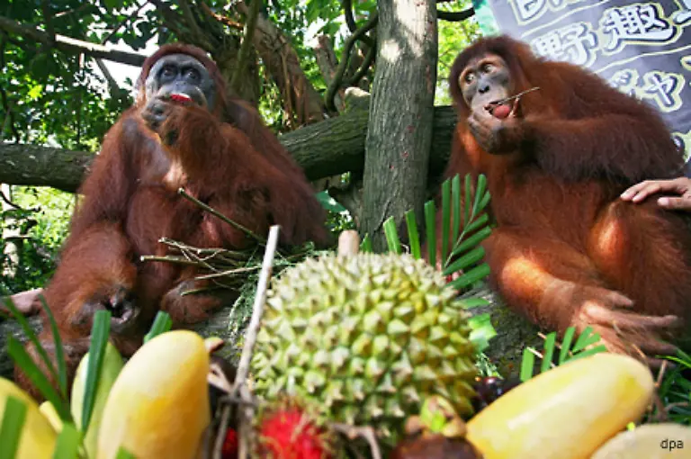Und-sie-koennen-mit-uns-kommunizieren-Wenn-Orang-Utans-von-ihrem-Pfleger-einen-Snack-haben-wollen-zeigen-sie-das-durch-eine-entsprechende-Geste-Dabei-finden-sie-schnell-heraus-welche-Gesten-zum-Erfolg-fuehren