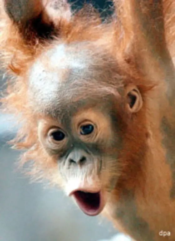 In-Nielsens-Auffangstation-tollen-die-kleinen-Orang-Utans-wie-Menschenkinder-auf-der-Wiese-herum