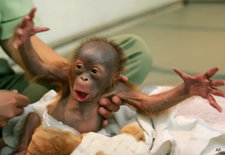 Zeitweise-haben-16-der-kleinsten-und-schwaechsten-Orang-Utans-in-Kinderbetten-in-ihrem-Haus-gewohnt