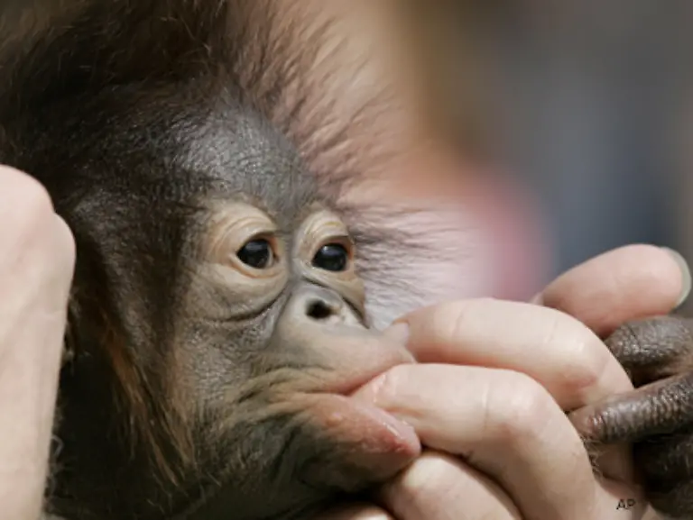 Mit-vier-Babysittern-wie-Nielsen-sagt