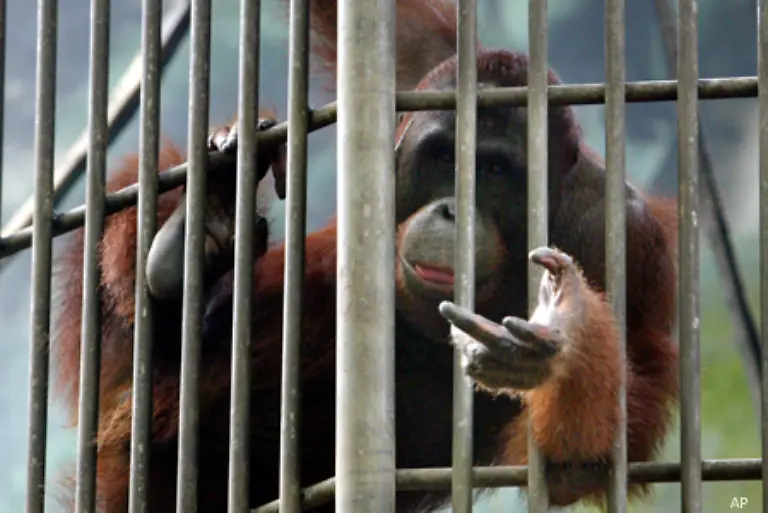 In-Kaefigen-sind-in-ihrer-Auffangstation-nur-die-grossen-Orang-Utans-untergebracht