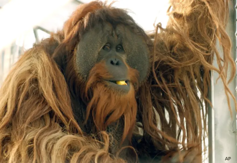 Die-Maenner-unter-ihnen-koennen-bis-zu-90-Kilogramm-schwer-werden