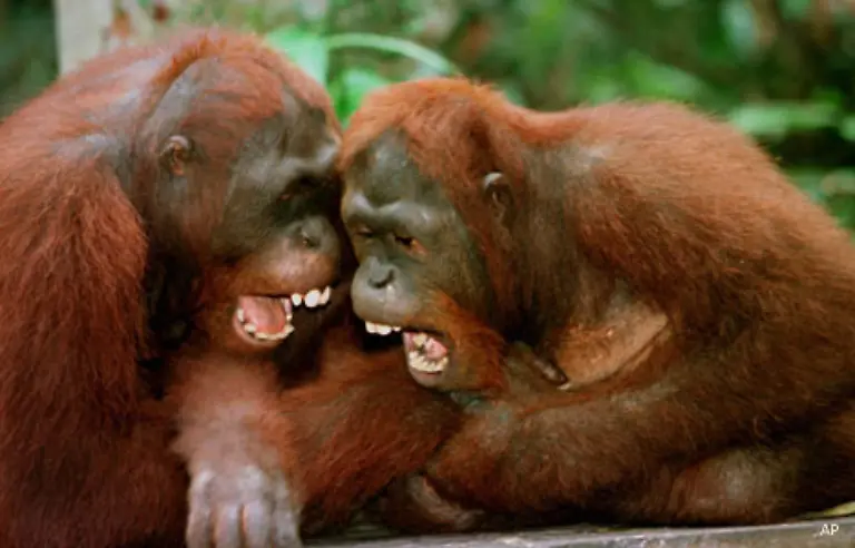 Fuer-menschliche-Zaertlichkeiten-haben-sie-wenig-Sinn