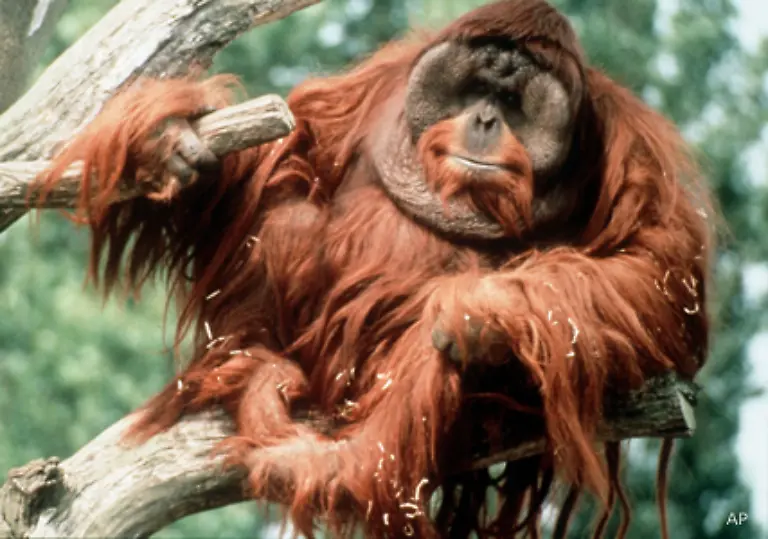 Ein-ausgewachsener-Orang-Utan-kann-einen-erwachsenen-Menschen-ohne-weiteres-von-den-Beinen-reissen