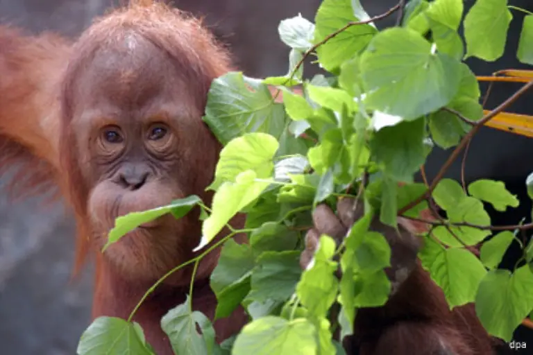 Ihre-Heimat-will-Indonesien-jetzt-zusammen-mit-Umweltorganisationen-nachhaltig-schuetzen-Mehr-Waelder-sollen-ganz-unter-Naturschutz-gestellt-werden