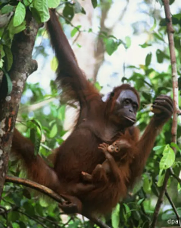 Die-Orang-Utans-die-von-Plantagen-gerettet-wurden-sollen-bis-2015-wieder-in-die-Natur-entlassen-werden