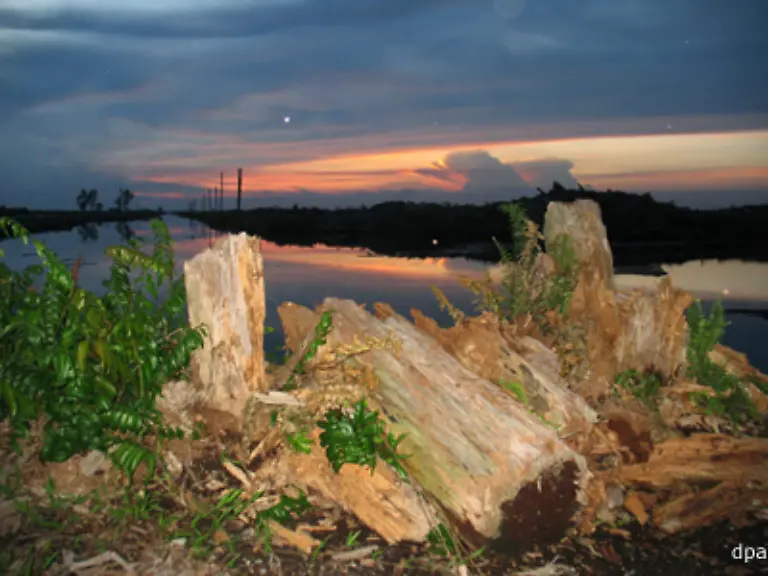 Die-Besitzer-von-Holz-Papier-und-Palmoelplantagen-sollen-kuenftig-bei-der-Vergabe-von-Abholzlizenzen-auch-zum-Waldschutz-verpflichtet-werden