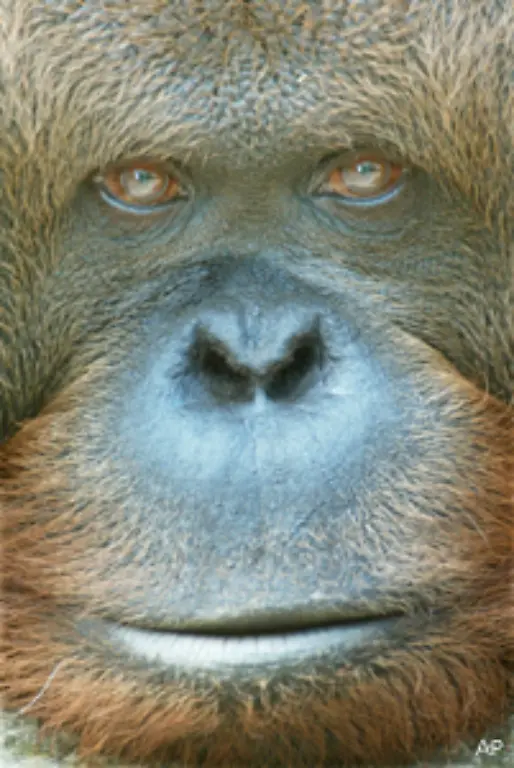 So-besteht-Hoffnung-fuer-Indonesiens-Waldmenschen