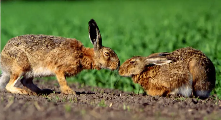 Die-Sex-Gourmets-moechten-geniessen-Fuer-sie-ist-die-Qualitaet-intimer-Beziehungen-wichtig-die-Gourmetisierung-des-erotischen-Erlebens