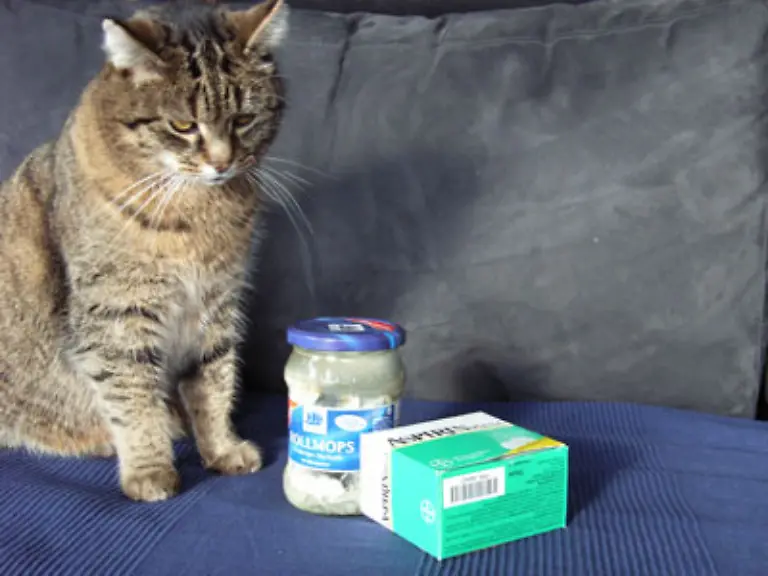 Und-wer-kennt-das-nicht-Nach-einer-durchzechten-Nacht-haemmert-es-im-Kopf-der-Magen-rumort-und-der-Kreislauf-ist-scheintot-Wer-einen-Kater-hat-kann-auf-ein-paar-einfache-Tricks-zurueckgreifen