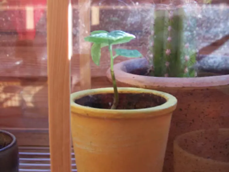 Hausmittelchen-sind-nicht-nur-gut-fuer-Koerper-und-Geist-Auch-fuer-den-Haushalt-gibt-es-einige-hilfreiche-Tipps-Wer-sein-Gruenzeug-liebt-der-duengt