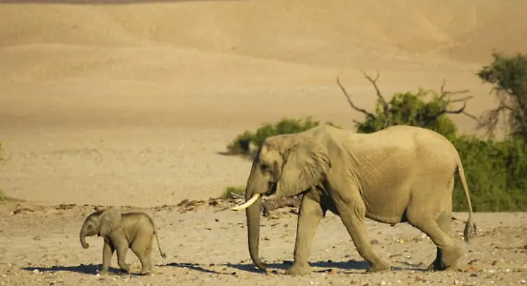 Mit-Ueberlebenswillen-fuehrt-eine-Elefantenmutter-ihr-Kleines-in-einem-scheinbar-endlosen-Treck-durch-die-ausgedoerrte-Kalahari-Wueste-in-Suedafrika