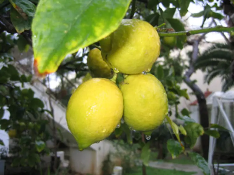 Doch-selbst-unbehandeltes-Obst-ist-nicht-unbedingt-frei-von-Pestiziden-Unbehandelt-heisst-nur-dass-nach-der-Ernte-keine-Chemie-mehr-eingesetzt-wurde-Davor-duerfen-die-Bauern-nach-Belieben-spritzen