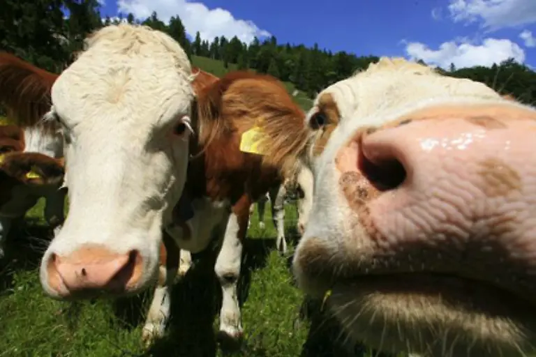 Da-denkt-man-doch-gleich-an-malerische-Bauernhoefe-mit-quietschenden-Ferkeln-und-gluecklichen-Kuehen-auf-satten-gruenen-Wiesen
