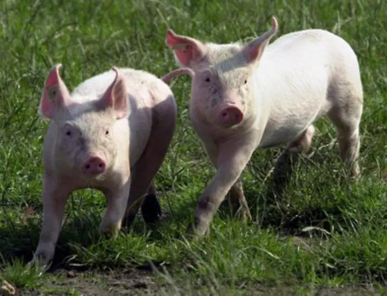 Euphemismen-findet-man-auch-an-der-Fleischtheke-Zarte-Puten-vom-Wiesenhof-Schnitzel-Marke-Bauernglueck-klingt-nicht-gerade-nach-qualvoller-Massentierhaltung