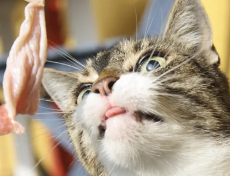 Selbst-das-Katzenfutter-wirkt-ins-rechte-Licht-gerueckt-ganz-appetitlich-Zum-Glueck-ist-Ihre-Katze-resistent-gegen-Werbung-und-legt-deshalb-keinen-Wert-auf-grosse-Namen