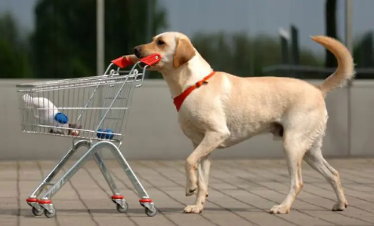 Sie-haben-alles-auf-zur-Kasse-Obwohl-irgendwie-sieht-Ihr-Wagen-noch-so-leer-aus-Die-wenigen-Artikel-wirken-geradezu-verloren-im-riesigen-Metallgitter