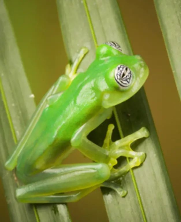 Doch-nun-wird-der-Frosch-von-einem-Hautpilz-bedroht
