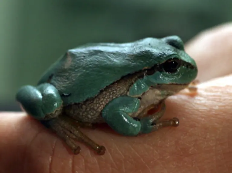 Der-mikroskopisch-kleine-Hautpilz-der-Chytridpil-befaellt-Amphibien-und-loescht-in-kurzer-Zeit-ganze-Froschbestaende-aus