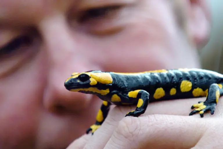 Froschlurche-Schwanzlurche-wie-der-Feuersalamander-und-Blindwuehlen-sind-die-drei-Gruppen-der-Amphibien