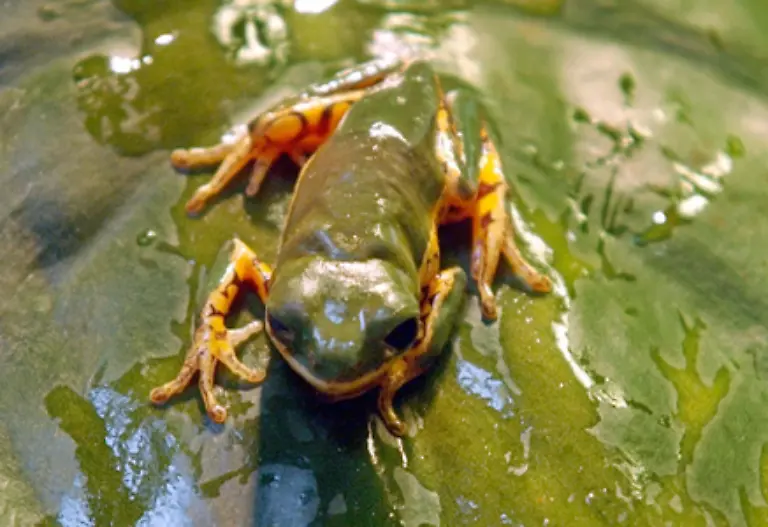 Jedes-Jahr-sterben-allein-durch-den-Chytridpilz-zehn-Froscharten-aus-schaetzt-die-Tierschutzorganisation-Amphibian-Ark