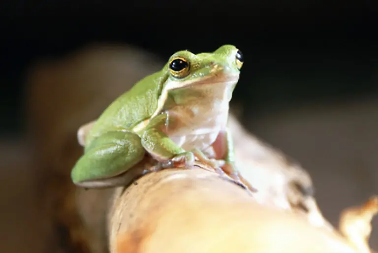 In-einem-solchen-Zustand-sind-die-Froesche-meist-schon-verloren