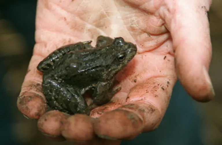 Fuer-uns-ist-der-Pilz-zwar-gesundheitlich-unbedenklich-doch-wir-koennen-ihn-uebertragen
