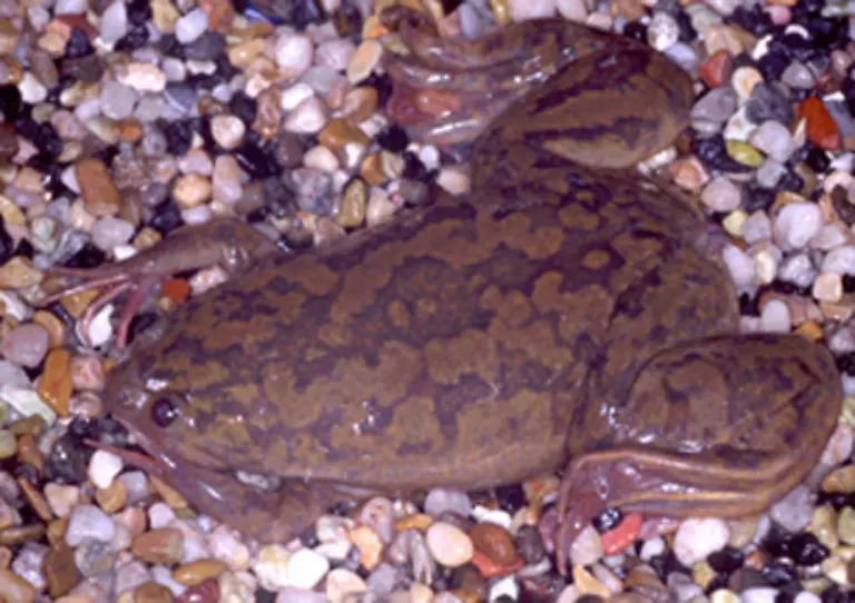 Die-meisten-Krallenfroesche-tragen-den-Chytridpilz-auf-ihrer-Haut-sind-aber-gegen-dessen-toedliche-Wirkung-immun
