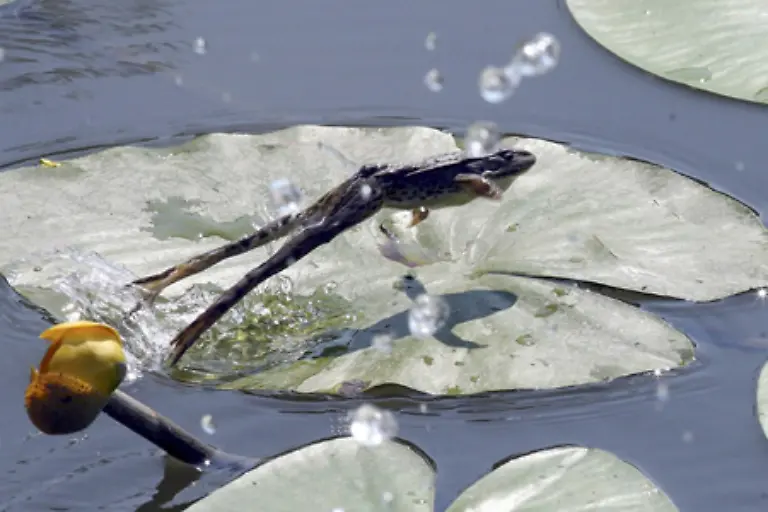 die-Tierschutzorganisationen-Ambibian-Ark-ins-Leben-gerufen-und-2008-zum-Jahr-des-Frosches-erklaert