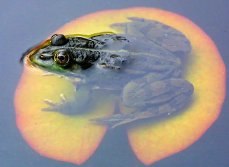 Als-aussergewoehnliche-Wirbeltiere-mit-einer-Metamorphose-verkoerpern-sie-auch-den-evolutionaeren-Schritt-der-Tiere-vom-Wasser-auf-das-Land-Text-J