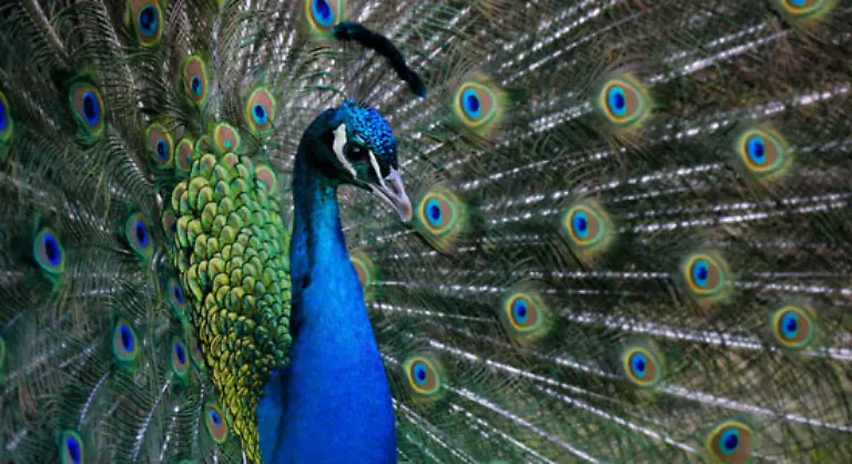 Hier-posiert-ein-total-schoener-Pfau