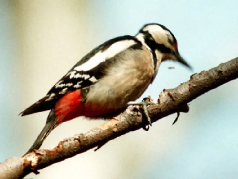 Jeder-Specht-im-Wald-hat-mehr-Taktgefuehl-als-du