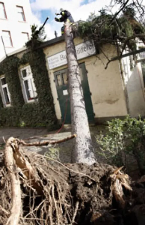 Baeume-und-Waelder-sollte-man-meiden