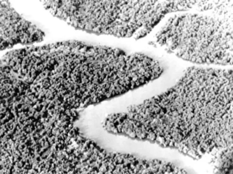 So-sollen-die-feindlichen-Kaempfer-und-ihre-Versorgungswege-enttarnt-werden-Im-Bild-ein-Mangrovenwald-60-Kilometer-von-Saigon-vor-der-Behandlung-durch-Agent-Orange-1965