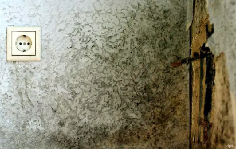 Starker-Schimmelpilzbefall-bringt-ebenfalls-20-Prozent-LG-Osnabrueck-11-S-277-88