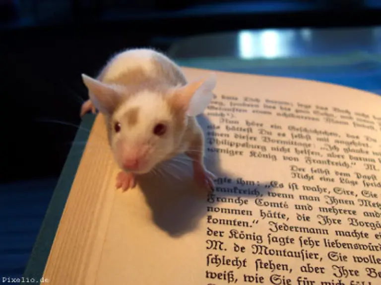 Kein-Laerm-aber-trotzdem-sehr-unangenehm-Maeuse-in-der-Wohnung-10-Prozent-Mietminderung-sind-angemessen-AG-Bonn-6-C-277-84