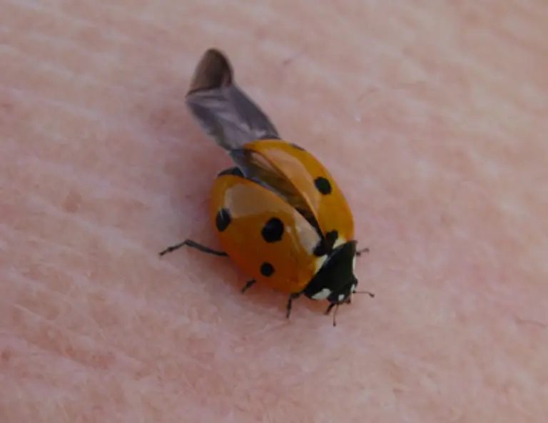 Marienkaefer-haben-vier-Fluegel-zwei-duenne-Hautfluegel-mit-denen-sie-fliegen-und-zwei-harte-Deckfluegel-die-die-duennen-Hautfluegel-schuetzen