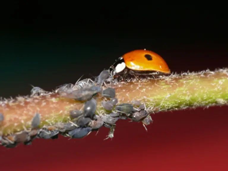 Marienkaefer-ernaehren-sich-raeuberisch-von-Insekten