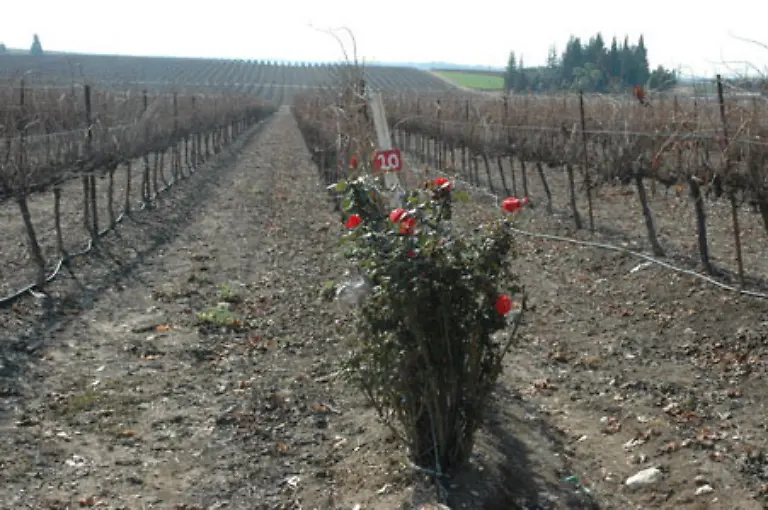 Erst-vor-etwa-30-Jahren-verbesserte-sich-die-israelische-Weinkultur-Die-Rosen-vor-den-Reben-halten-Ungeziefer-fern