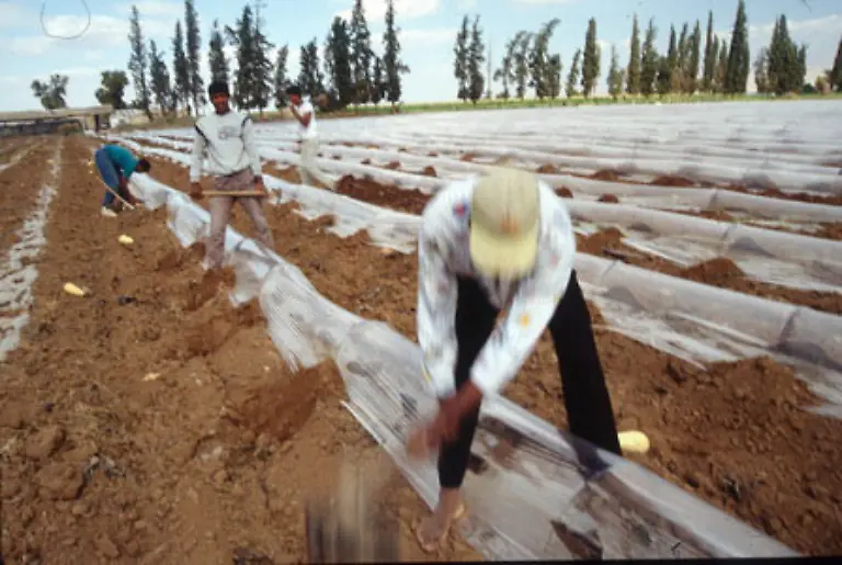 Moderne-landwirtschaftliche-Anbautechnik-mit-viel-Plastik-haben-die-Palaestinenser-in-Jericho-von-den-Israelis-uebernommen