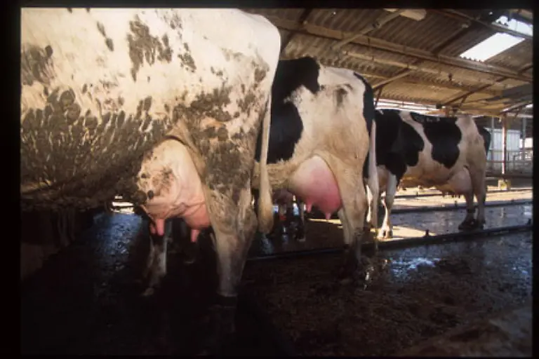 Der-typische-israelische-Euter-haelt-den-Weltrekord-mit-10-000-Litern-Milch-pro-Jahr