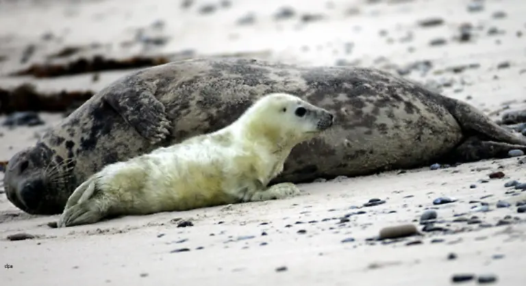 Die-gleiche-Show-an-einem-dunklen-Sandstrand-mit-groesseren
