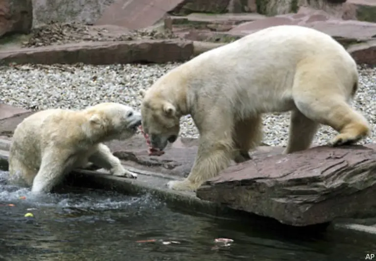 Kleiner-Biologieexkurs-Eisbaeren-bringen-ihre-Jungen-in-freier-Wildbahn-nach-acht-Monaten-Tragezeit-in-einer-Schneehoehle-zur-Welt
