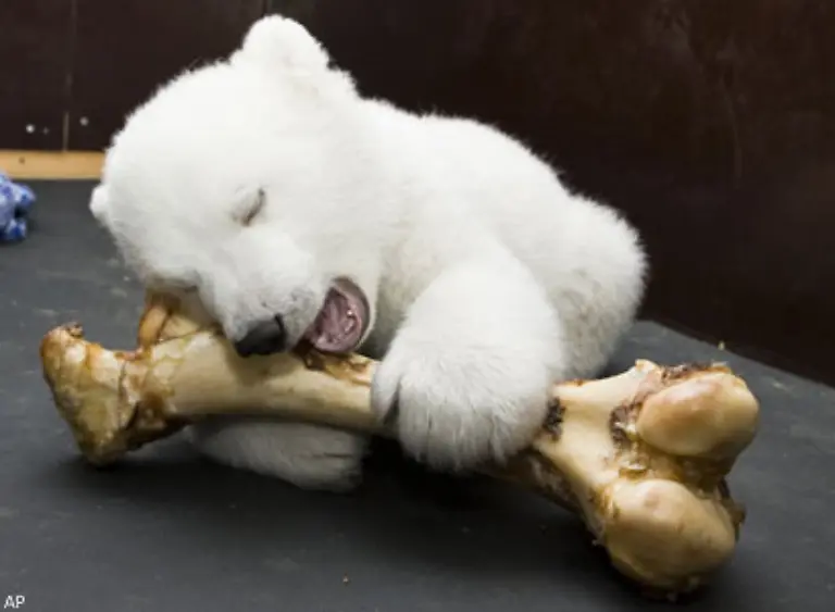 Flockes-erster-richtiger-Knochen