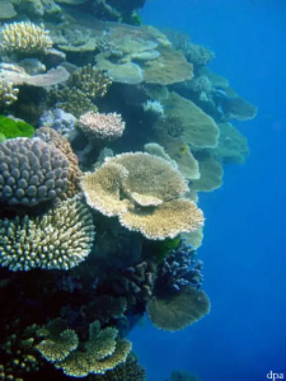 Denn-die-Regenwaelder-der-Meere-gehoeren-zu-den-am-meisten-gefaehrdeten-Oekosystemen-der-Erde