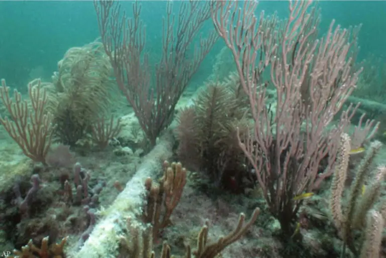 Doch-die-Klimaveraenderungen-sind-nur-eine-drohende-Gefahr-Bei-der-Fischerei-mit-Schleppnetzen-werden-die-Korallenstoecke-einfach-zerstoert